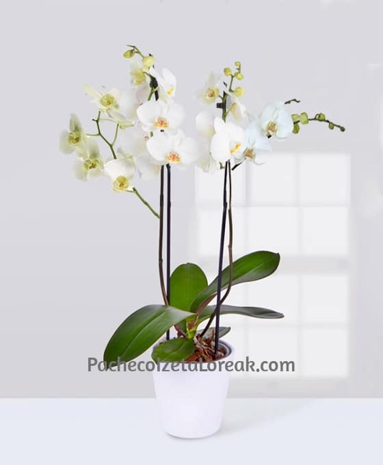Planta Orquídeas Blancas especial para regalo
